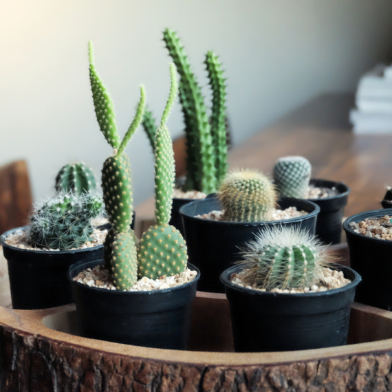 Imate kaktus u kući? Evo zašto bi uvek trebalo da ga držite na pragu