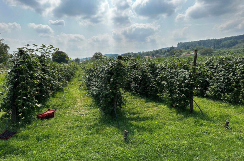 Dnevnica i do 5.000 dinara: Nakon malina, u toku berba ovog voća