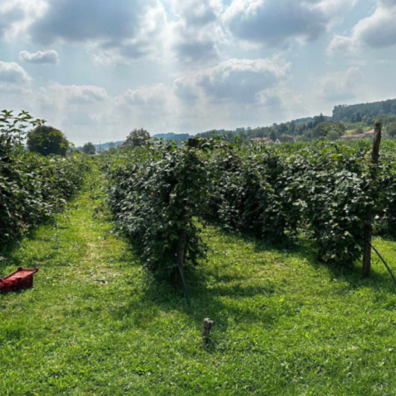 Dnevnica i do 5.000 dinara: Nakon malina, u toku berba ovog voća