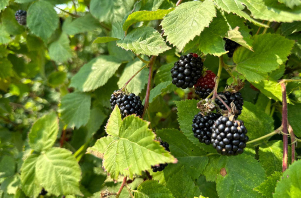 Dnevnica i do 5.000 dinara: Nakon malina, u toku berba ovog voća