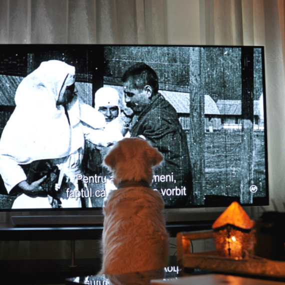 Da li psi mogu da gledaju televiziju i kako to na njih utiče? VIDEO