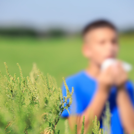 Sve više dece ima alergiju na ambroziju u ovo doba godine: Pedijatar apeluje na jednu stvar VIDEO