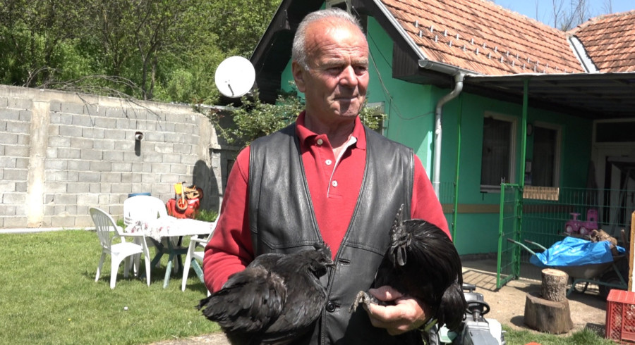 Novopazarac čuva najskuplje kokoške na svetu: Cena i do 2.000 dolara po komadu FOTO