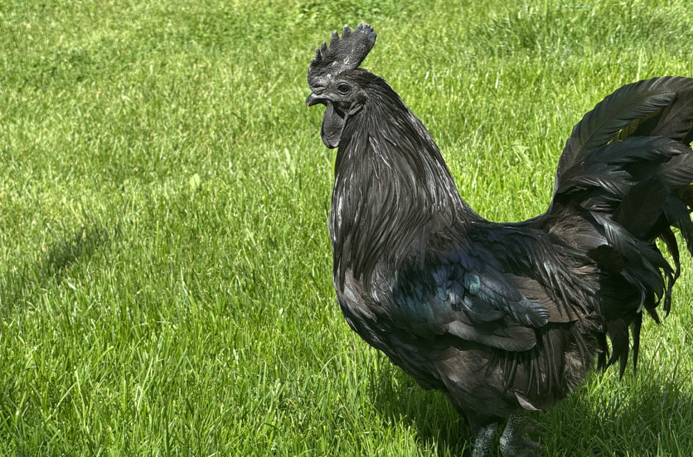 Novopazarac čuva najskuplje kokoške na svetu: Cena i do 2.000 dolara po komadu FOTO