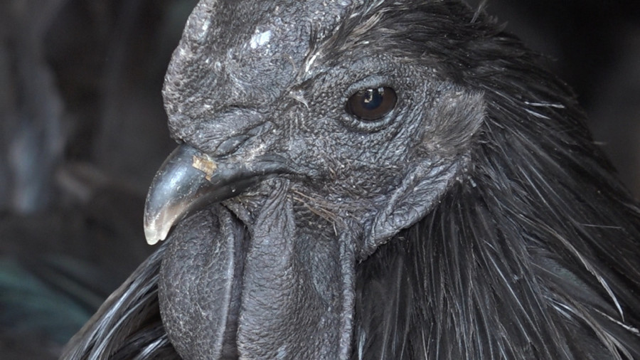 Novopazarac čuva najskuplje kokoške na svetu: Cena i do 2.000 dolara po komadu FOTO