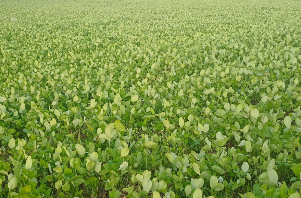 Ova biljka ne traži puno ulaganja, a dobra zarada je zagarantovana: Ratari trljaju ruke