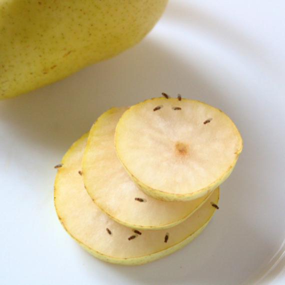 Jednostavan trik koji će držati muve dalje od vašeg voća
