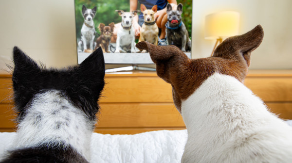 Psi imaju sve manje mozgove