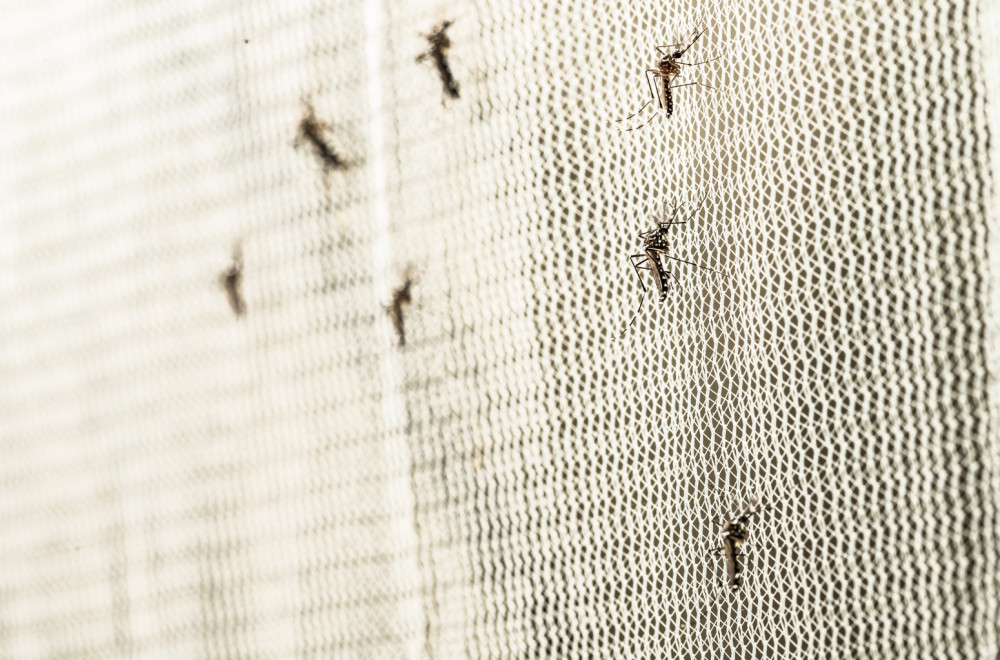 Komarci se prvi put u istoriji pojavili na mestu gde ih nikada nije bilo