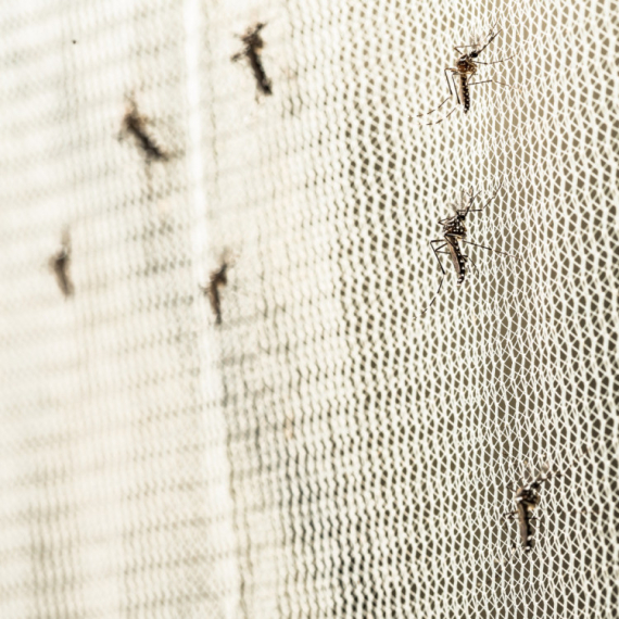 Komarci se prvi put u istoriji pojavili na mestu gde ih nikada nije bilo