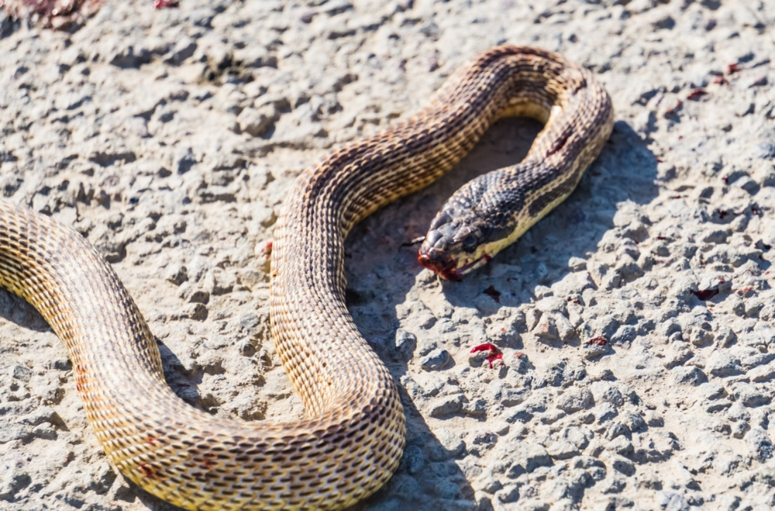Poskok izbezumio ljude, zvali vatrogasce: "Očekujte ih još, zatvarajte vrata" FOTO