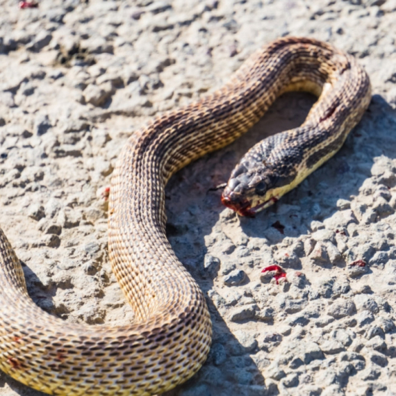 Poskok izbezumio ljude, zvali vatrogasce: "Očekujte ih još, zatvarajte vrata" FOTO