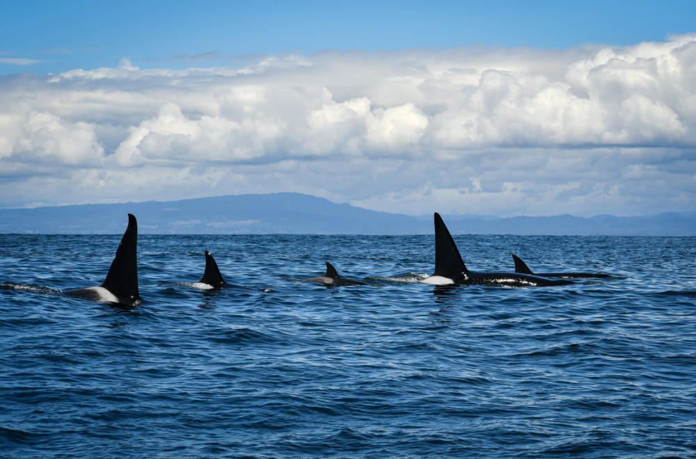 Kitovi ubice napali brodove na poznatoj destinaciji: Izdato hitno upozorenje
