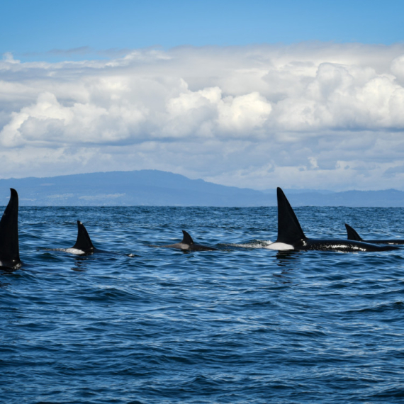 Kitovi ubice napali brodove na poznatoj destinaciji: Izdato hitno upozorenje