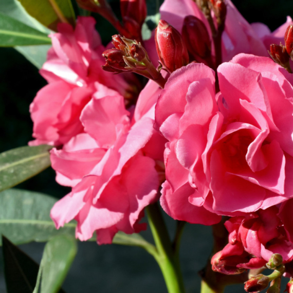 Dve popularne biljke ne treba da držite u kući – otrovne su FOTO