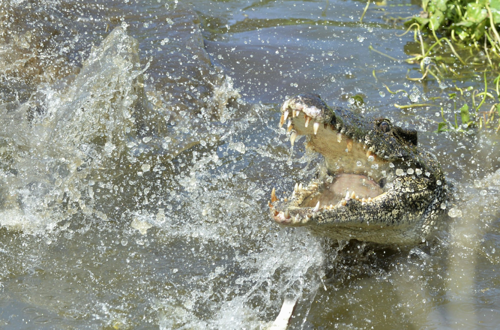 Jeziva borba sa krokodilom: Influenser prešao svaku meru, preti mu kazna VIDEO