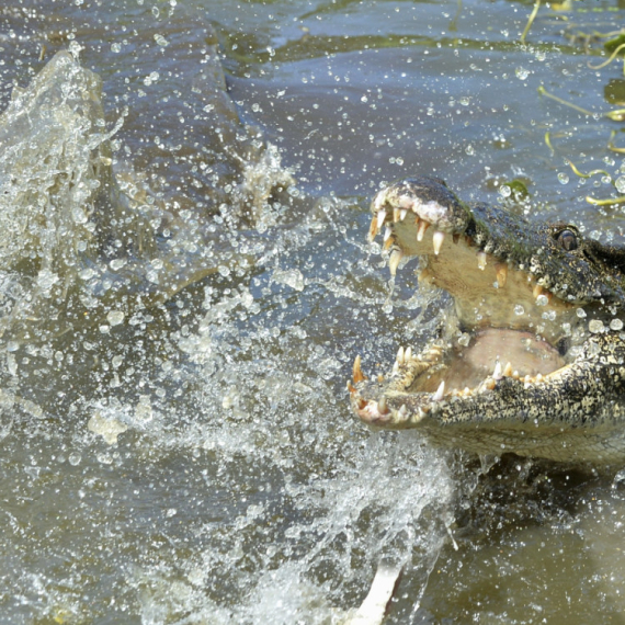 Jeziva borba sa krokodilom: Influenser prešao svaku meru, preti mu kazna VIDEO