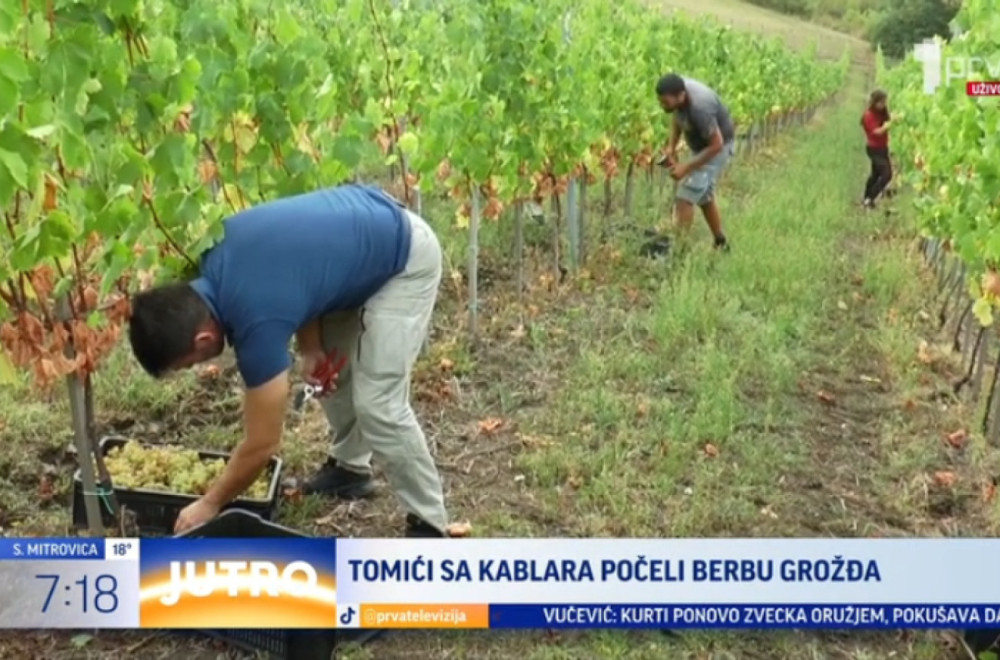 Nikad bolja godina od ove: Tomići sa Kablara obnovili tradiciju i vinograde VIDEO