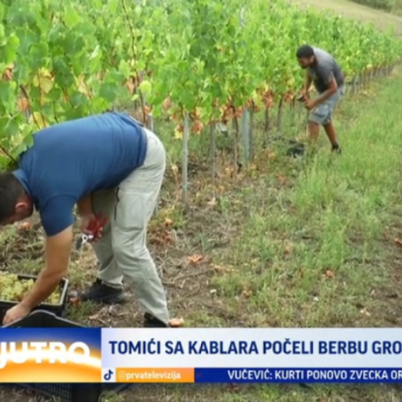 Nikad bolja godina od ove: Tomići sa Kablara obnovili tradiciju i vinograde VIDEO