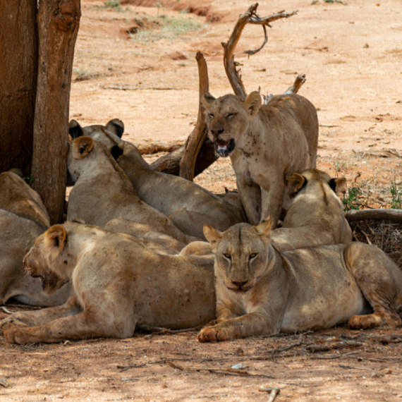 Čopor lavova pojeo čuvara pred turistima: Užas u safari parku FOTO/VIDEO