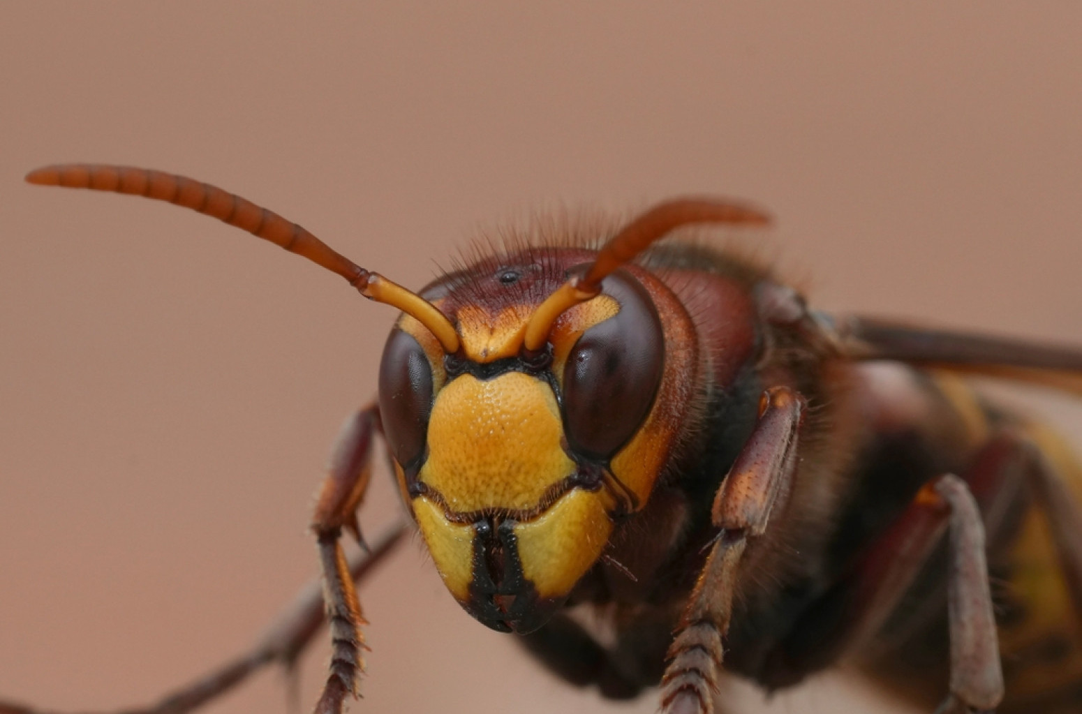 Lekar upozorava: "Ubod stršljena i kod zdravih osoba može da bude fatalan" VIDEO