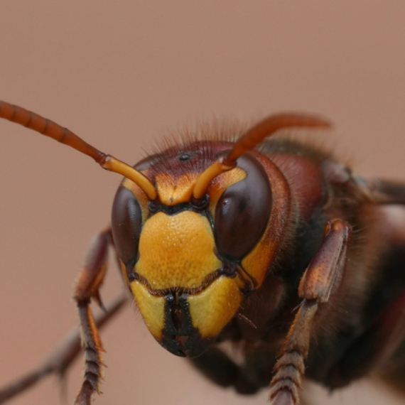 U komšiluku se pojavila nova vrsta stršljena: Opasniji od domaćeg, skroz se prilagodio