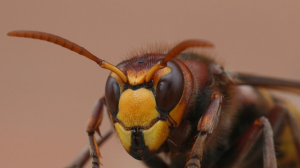 U komšiluku se pojavila nova vrsta stršljena: Opasniji od domaćeg, skroz se prilagodio