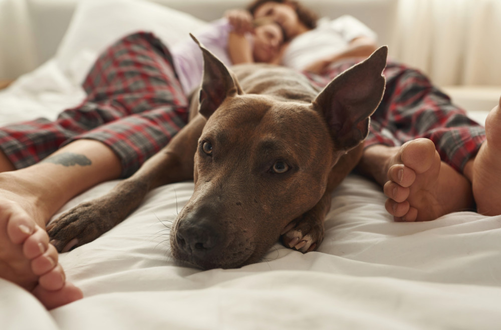 I psi imaju problem sa nesanicom: Stručnjaci našli rešenje