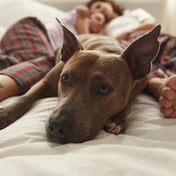 I psi imaju problem sa nesanicom: Stručnjaci našli rešenje