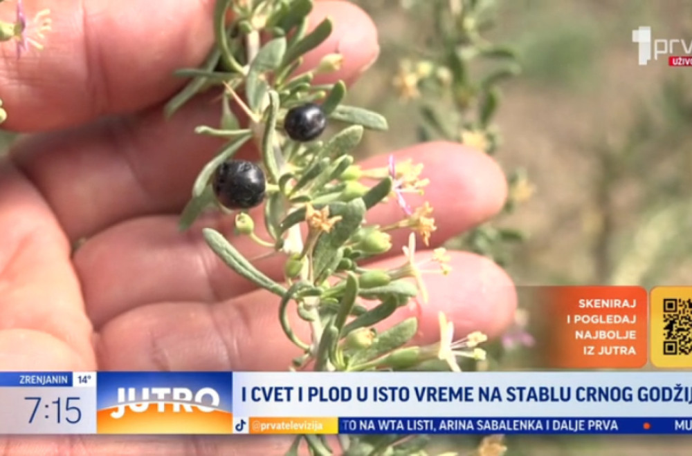 I cvet i plod u isto vreme na stablu crnog godžija VIDEO