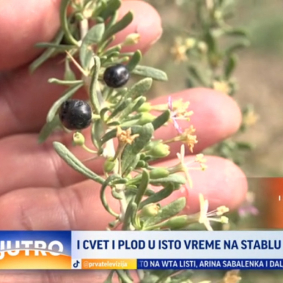 I cvet i plod u isto vreme na stablu crnog godžija VIDEO