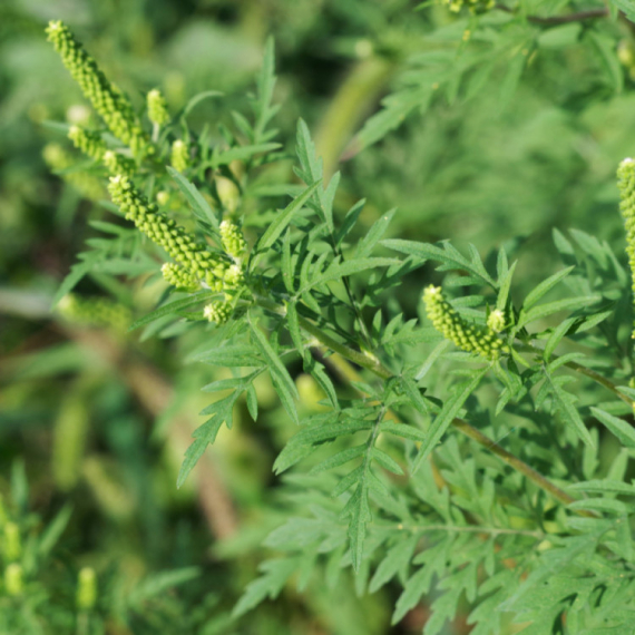 Počela akcija suzbijanja i uništavanja ambrozije u Kruševcu