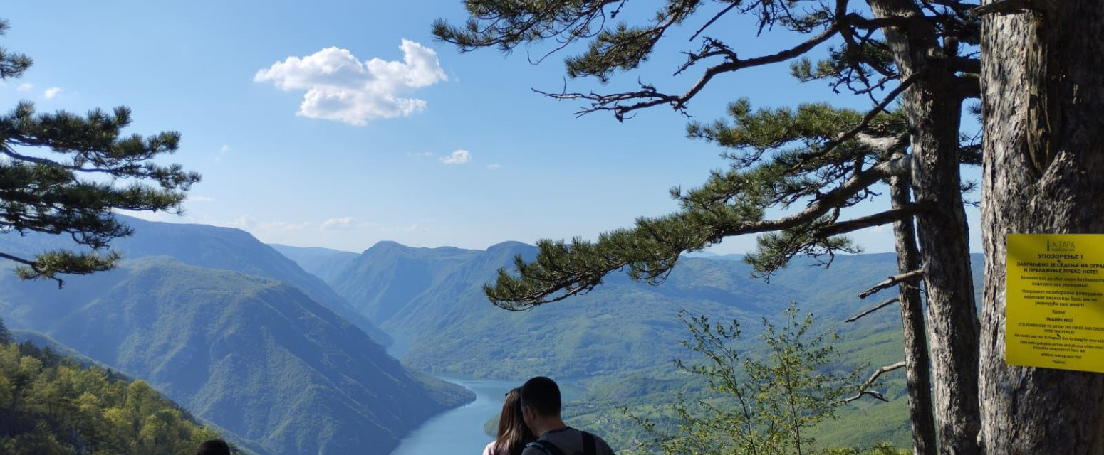 Ovo drvo raste samo uz reku Drinu i ponos je Srbije: Nacionalni park Tara ove godine slavi tri važna jubileja