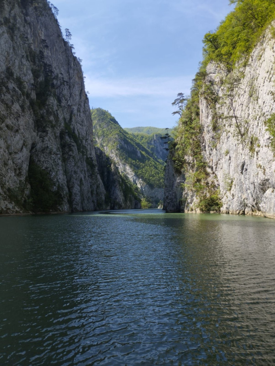 This tree grows only along the Drina River and is the pride of Serbia: Tara National Park marks three jubilees