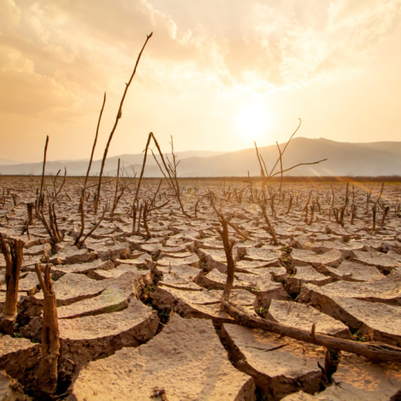 Nestaju zabrinjavajućom brzinom: "Bez njih sve umire"