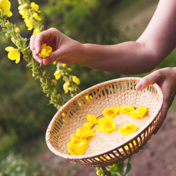 Ništa ne čisti pluća tako dobro kao ova biljka VIDEO