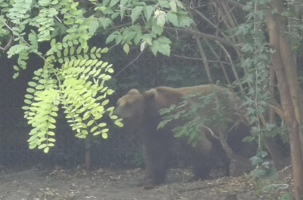 Jezivi prizori u selu Maskova: Meštani strahuju da izađu napolje