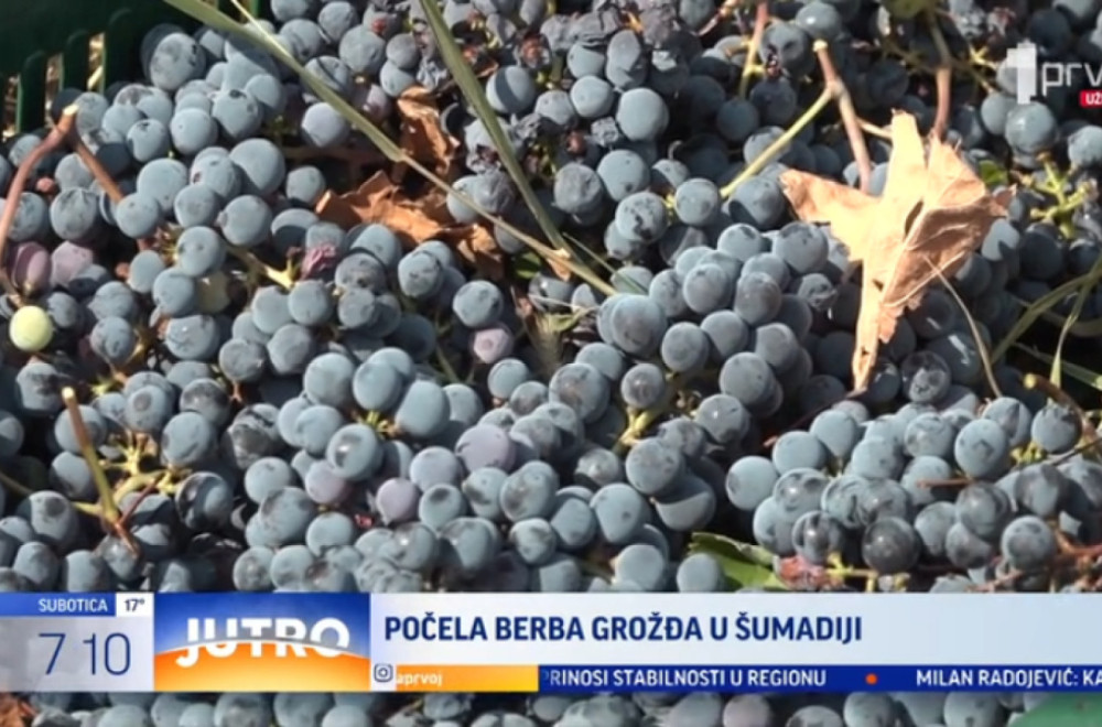 Počela berba grožđa u Šumadiji VIDEO