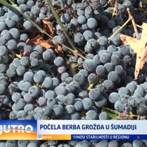 Počela berba grožđa u Šumadiji VIDEO