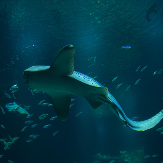 Naučnici zapanjeni ponašanjem ajkula: Ovo nikada nije zabeleženo