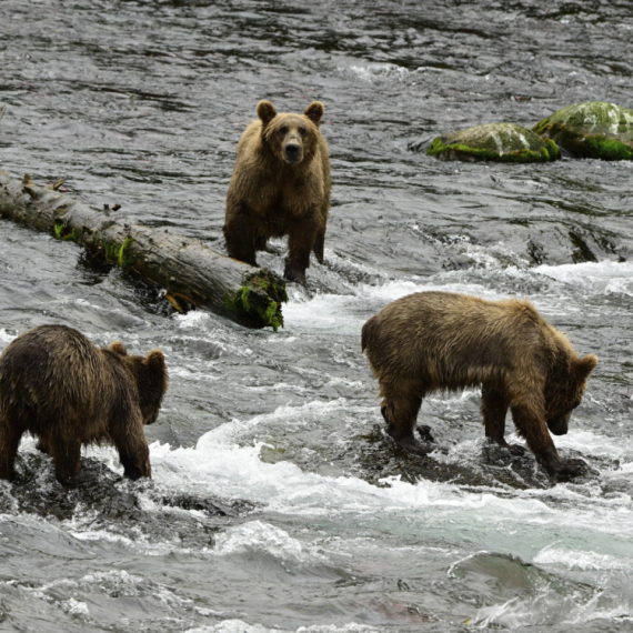 Izbor za mis medveda: Pobednik onaj koji se najviše najeo
