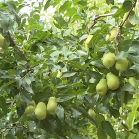 Voće koje je odlično za zdravlje, a malo ko zna da se gaji u Srbiji VIDEO