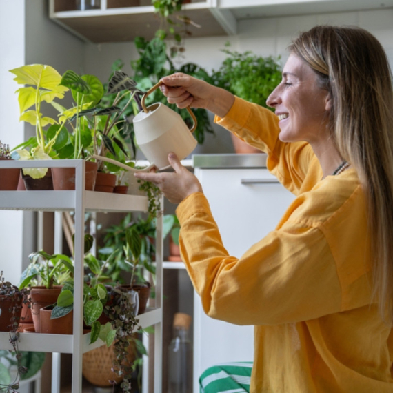 Srećna biljka koja uspeva samo dobrim ljudima, a novac privlači kao magnet FOTO