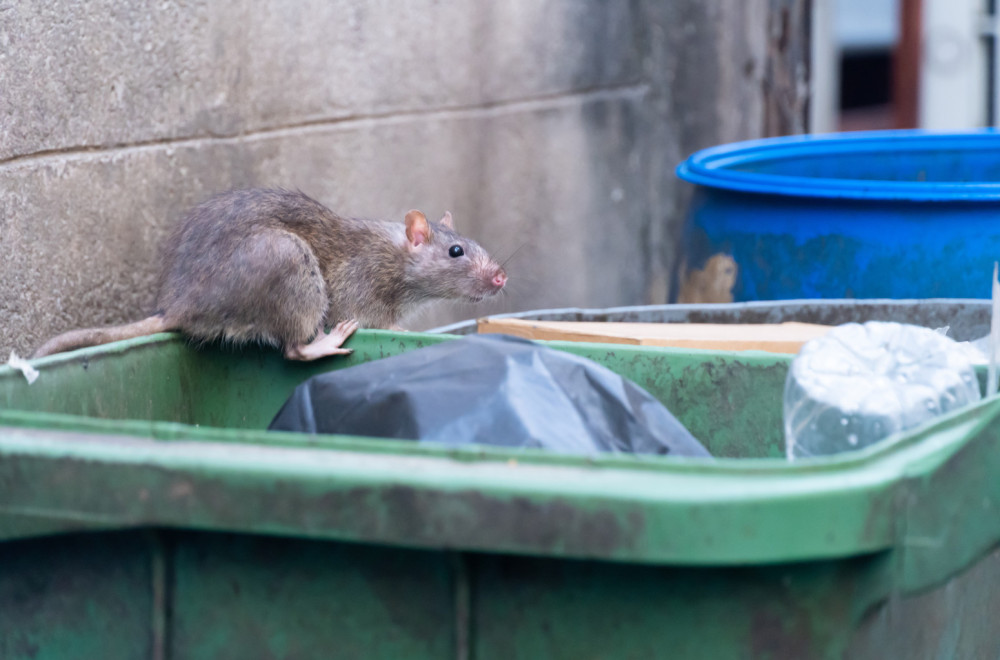 Pacovi preplavljuju gradove širom sveta: Ozbiljna zdravstvena pretnja?