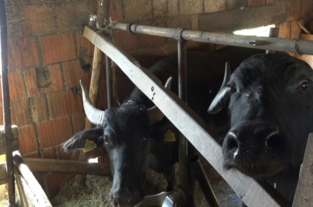 Ovo goveče je pred nestajanjem u Srbiji: Mlečni proizvodi idu kao alva, koštaju i do 45 evra FOTO