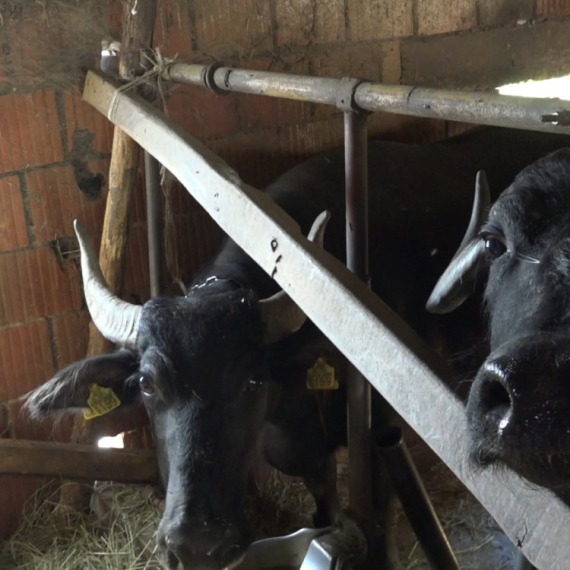 Ovo goveče je pred nestajanjem u Srbiji: Mlečni proizvodi idu kao alva, koštaju i do 45 evra FOTO