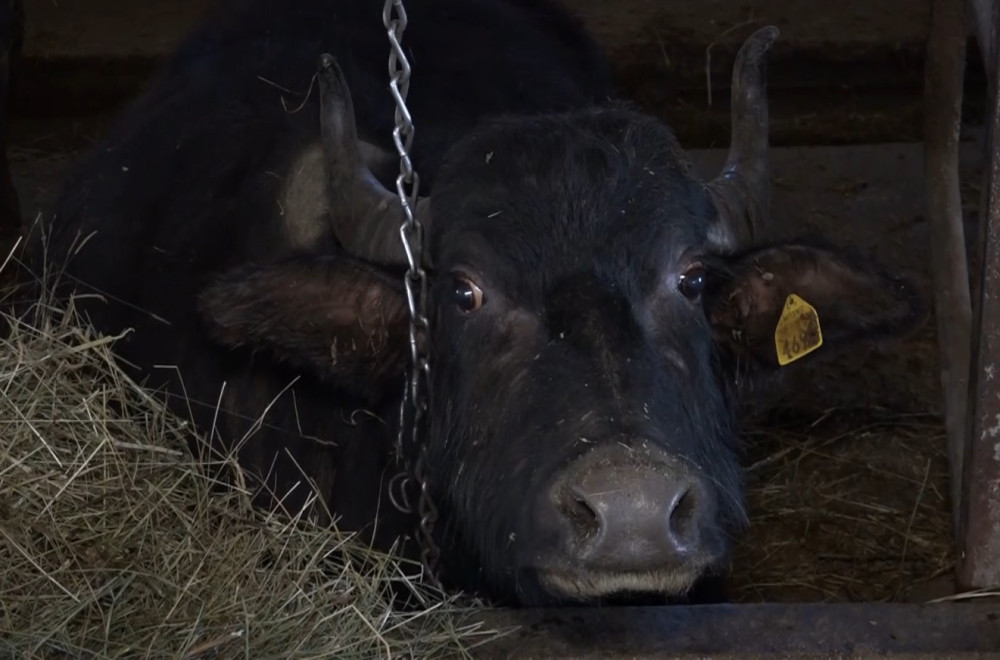 Ovo goveče je pred nestajanjem u Srbiji: Mlečni proizvodi idu kao alva, koštaju i do 45 evra FOTO