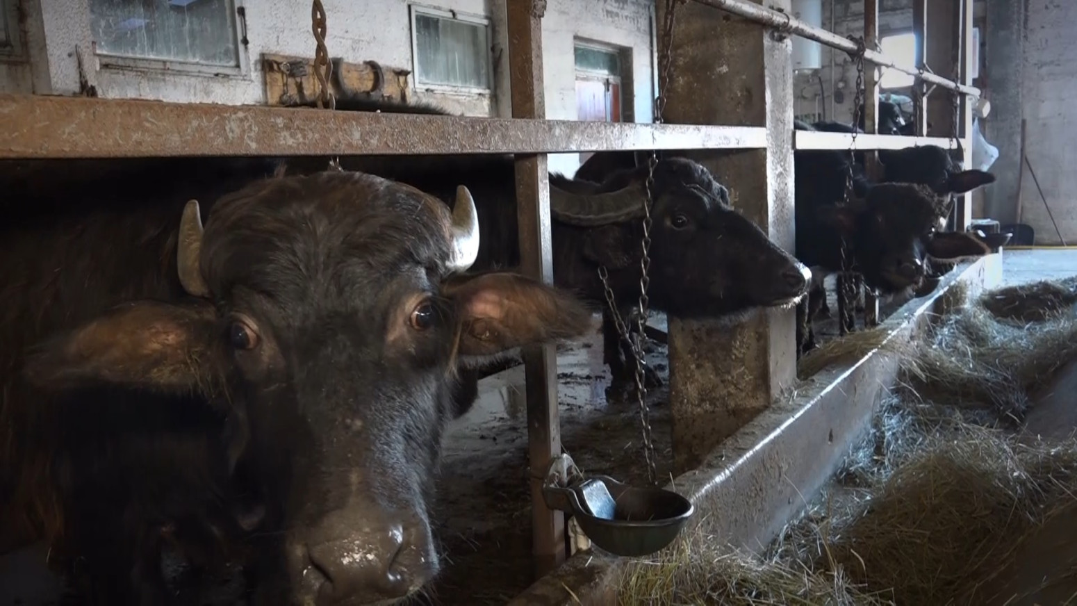 Ovo goveče je pred nestajanjem u Srbiji: Mlečni proizvodi idu kao alva, koštaju i do 45 evra FOTO