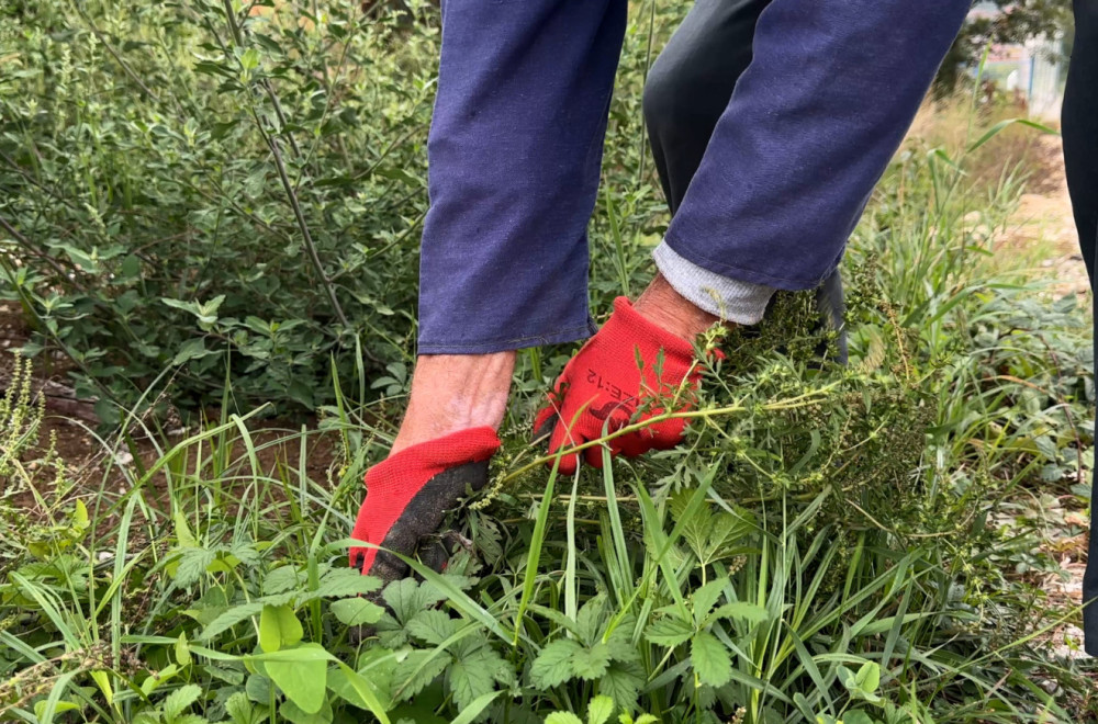 Sve više ljudi alergičnih na ovu biljku, a ona buja kao nikada pre usled klimatskih promena