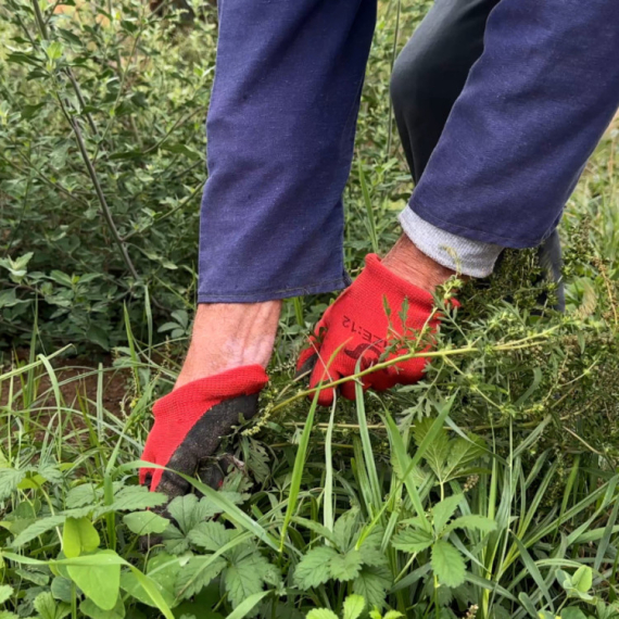 Sve više ljudi alergičnih na ovu biljku, a ona buja kao nikada pre usled klimatskih promena